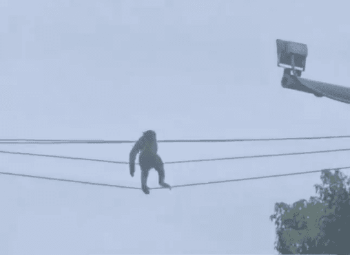 影/貴陽「功夫猴」高空走電線散步超穩　居民笑：早習慣了