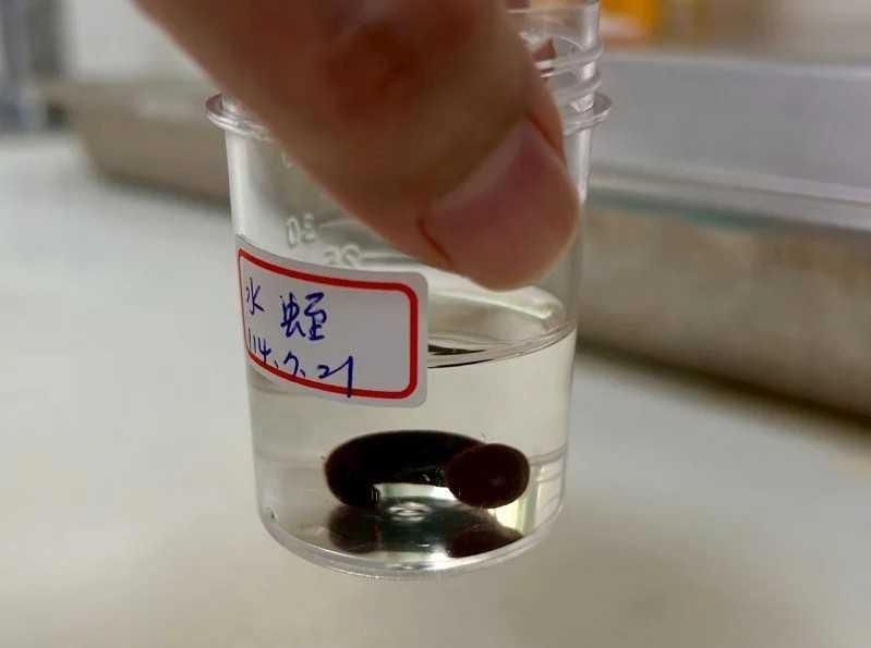 南投男子以為喉嚨有痰　檢查驚見藏4公分水蛭