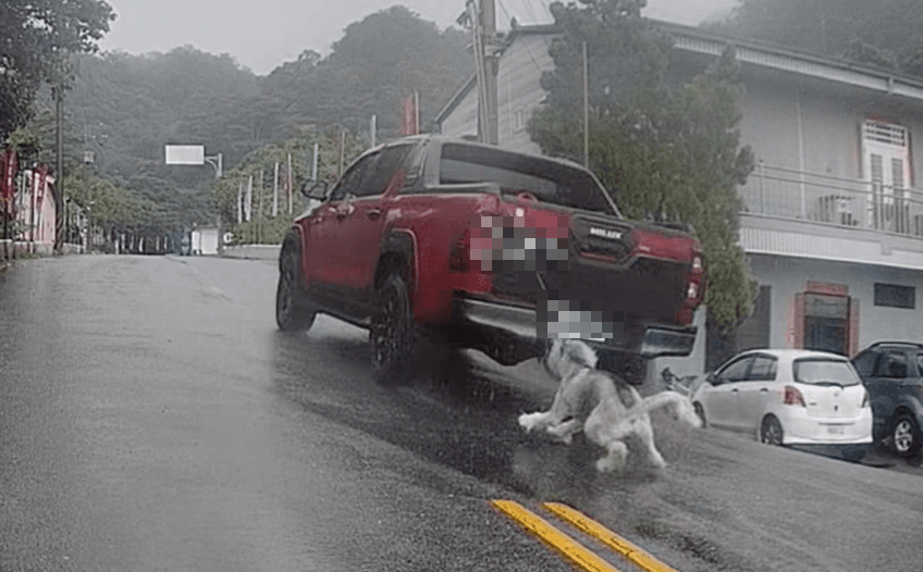 影/超震撼畫面！南投埔里疑虐狗　皮卡雨中拖行哈士奇