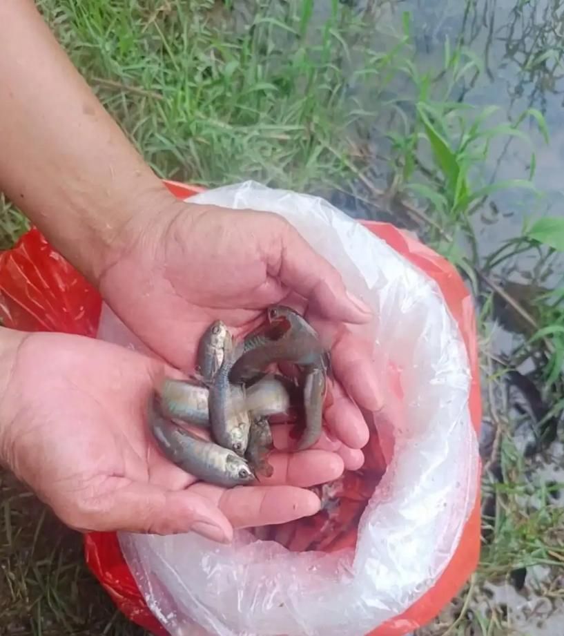 可日吃438條幼蟲！佛山投放5200條食蚊魚防治屈公病