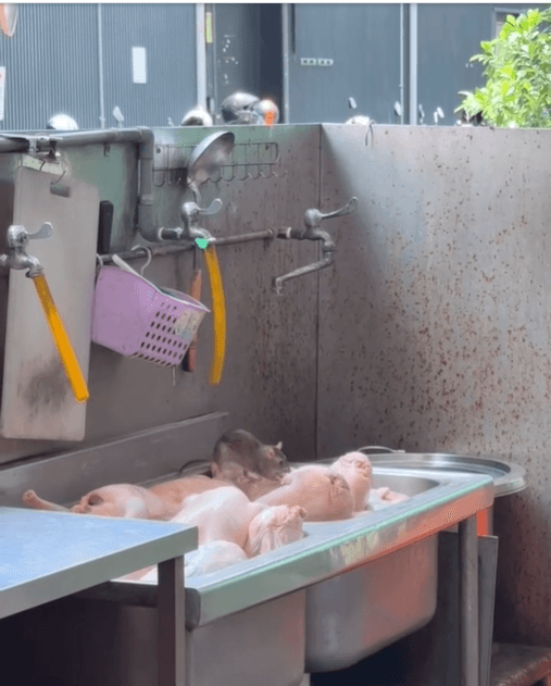 高雄鴨肉店「料理鼠王」先試菜　衛生局稽查最高罰300萬