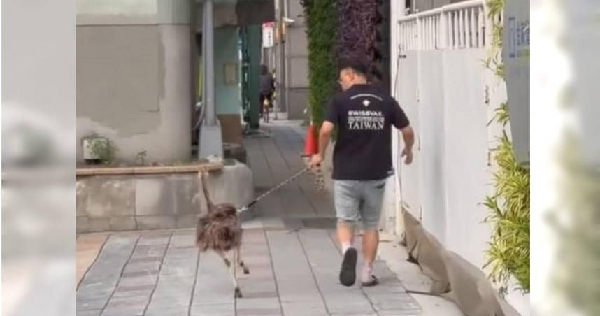 北市信義區驚見男子「遛鴕鳥」　網笑翻：想買一隻養