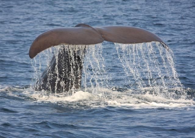 影/俄8.8強震…日赫見「大批鯨魚擱淺」　日媒：與強震無關