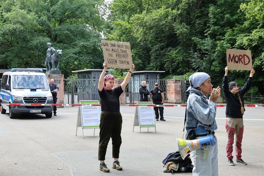 德國動物園因「空間不足」撲殺12隻狒狒　動保團體抗議