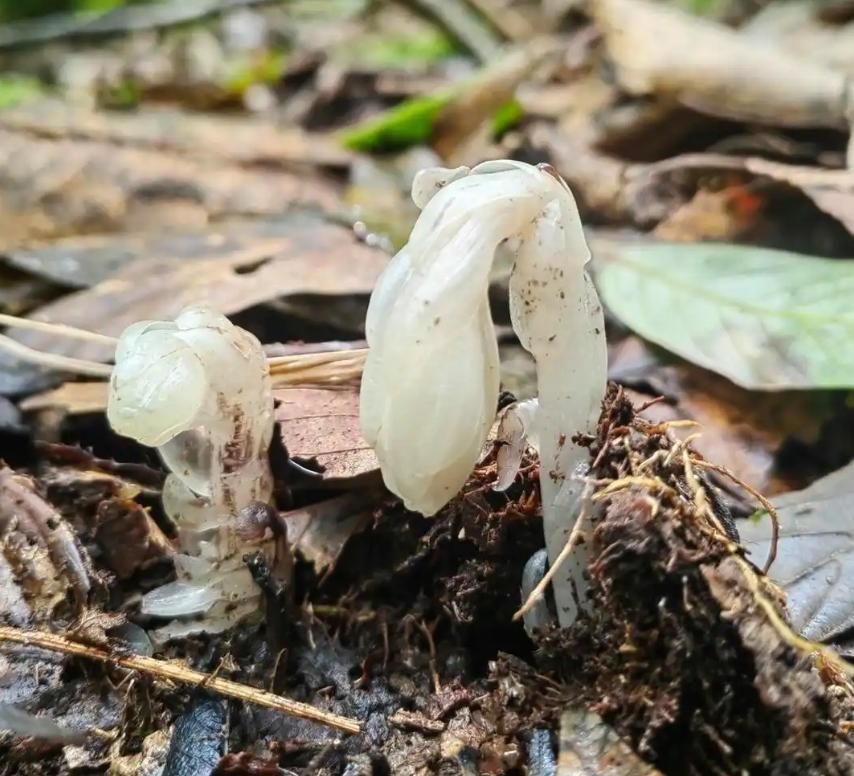 一碰就枯！哀牢山驚現7株「冥界之花」　一年只露臉40天
