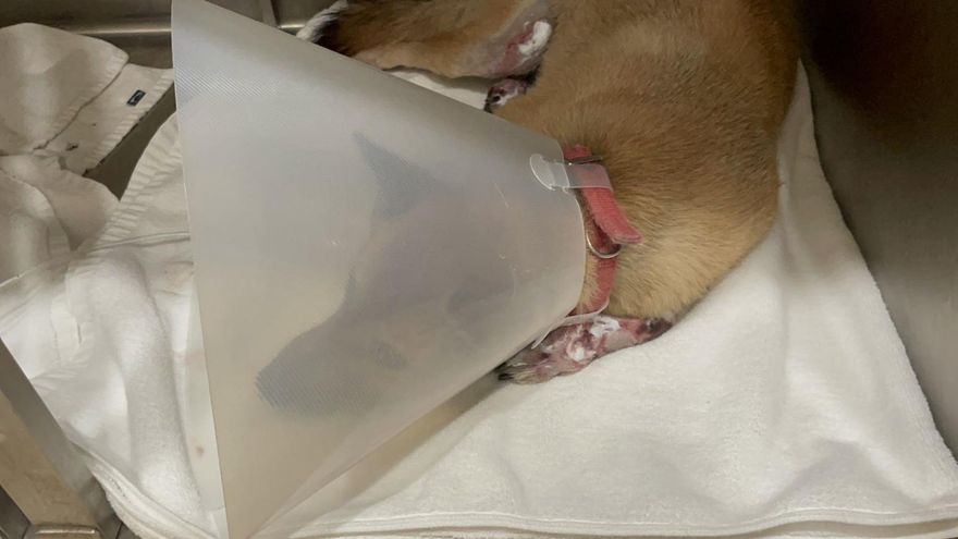 影/新北「車綁小黃狗拖行」　罰飼主終身禁養＋7.5萬罰鍰