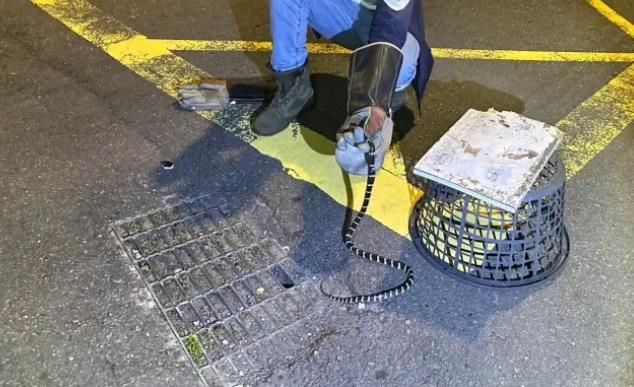 龜殼花、雨傘節出沒！千蛇大軍漫遊台中　民眾家裡也遇到