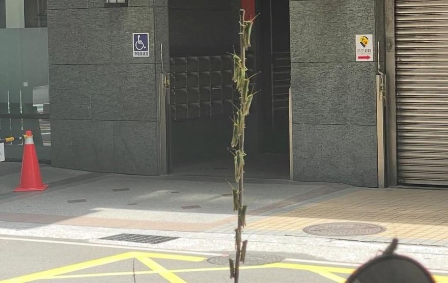 新北多處驚現蝗蟲！　農業局曝原因：季節性生態現象