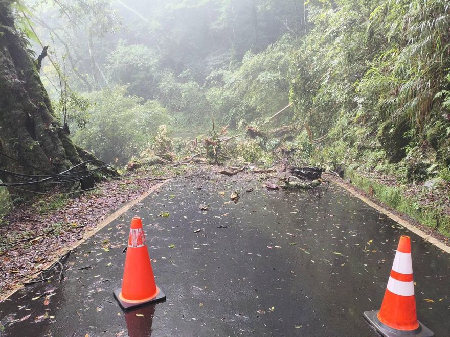 「直徑百公分」樹幹擋路　大雪山唯一聯外道路中斷