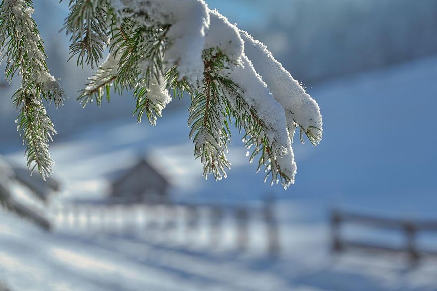 氣候異常南半球也遭殃！澳洲多地下大雪　低窪地區爆洪災