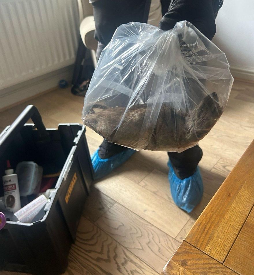 英格蘭現驚人巨鼠！體長56公分堪比貓咪　震驚當地社區