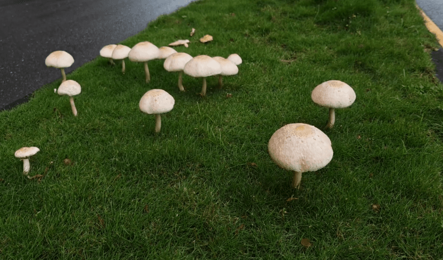 連日豪雨真的「生菇」！高雄分隔島冒出大量香菇　網笑：可以吃嗎