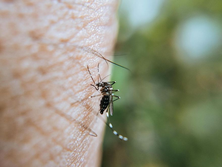 今夏熱爆「蚊子變少了？」　專家揭關鍵原因：高溫連牠們也中暑