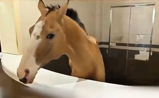 陸7歲女童餵馬慘被咬到「手指掉塊肉」！度假區賠41萬致歉