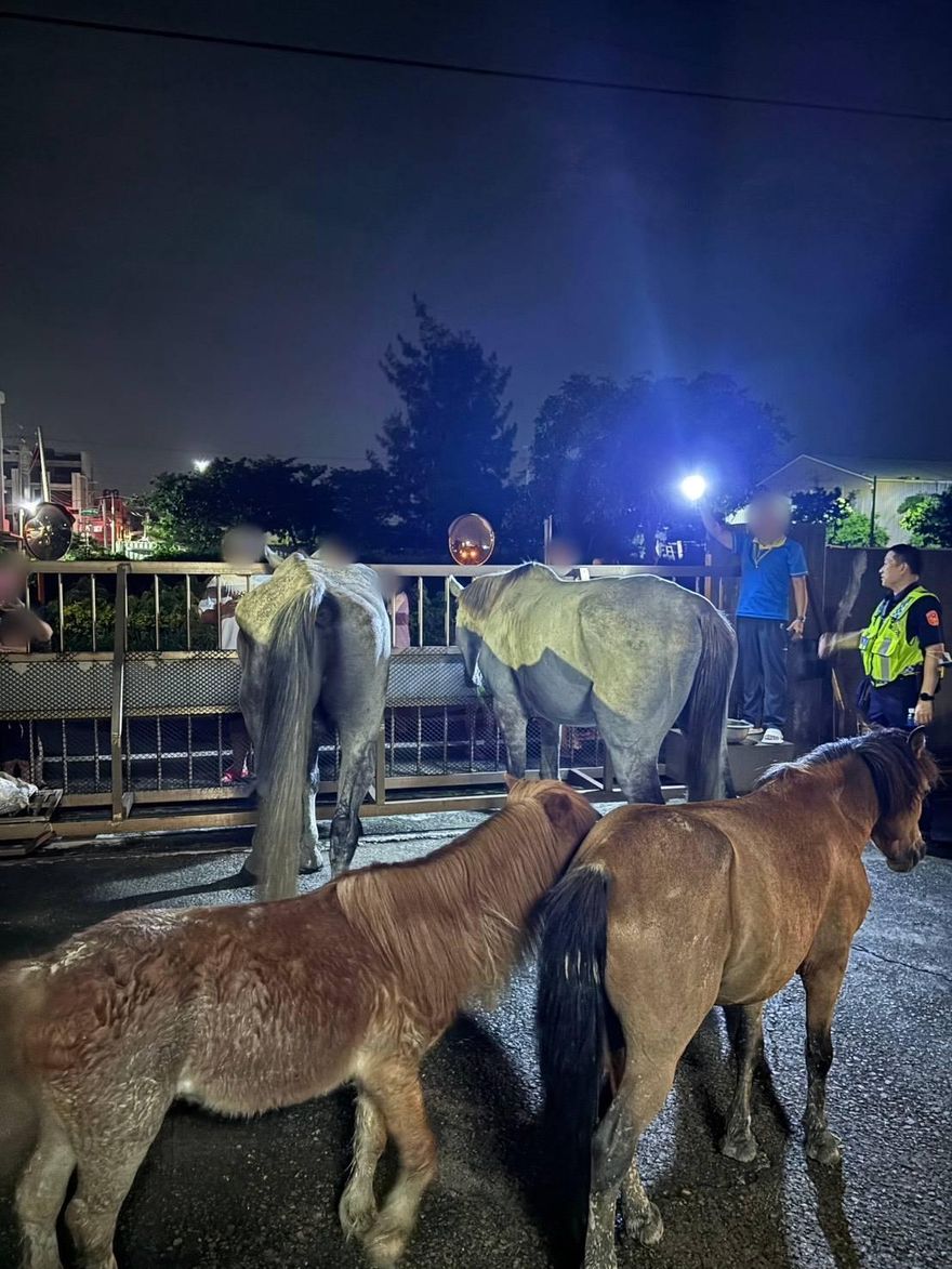 影/台中驚見「馬兒逛大街」悠閒吃草！　超卡哇伊畫面曝光