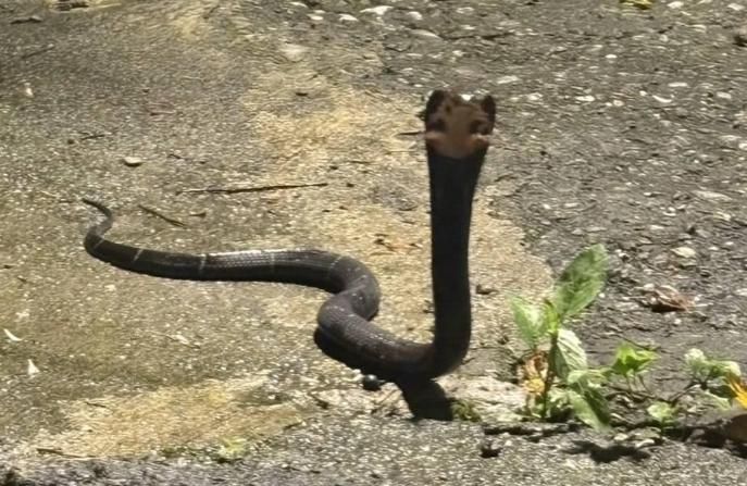影/去年抓634條！獅球嶺現「手臂粗」蛇群捕食青蛙