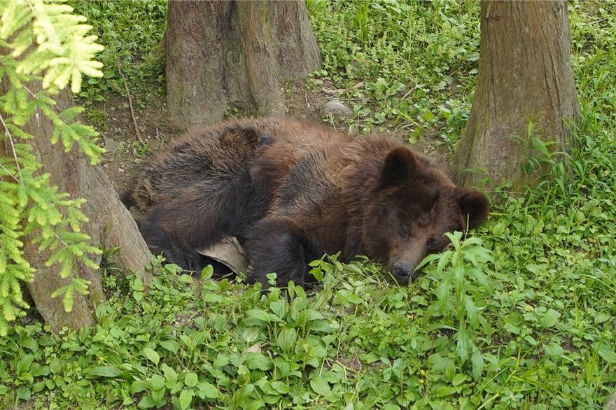 疑腫瘤復發！台北動物園啟動棕熊「小喬」安寧照護評估