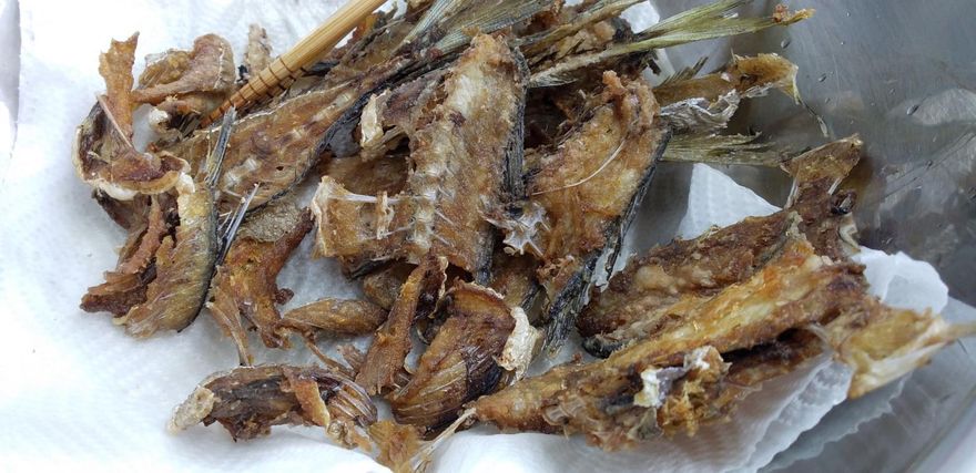 魚刺、骨頭不算廚餘！新北環保局解答：應丟一般垃圾