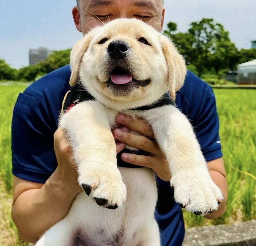 新北警犬生力軍「大福」報到　憨笑萌翻網友：抱緊處理
