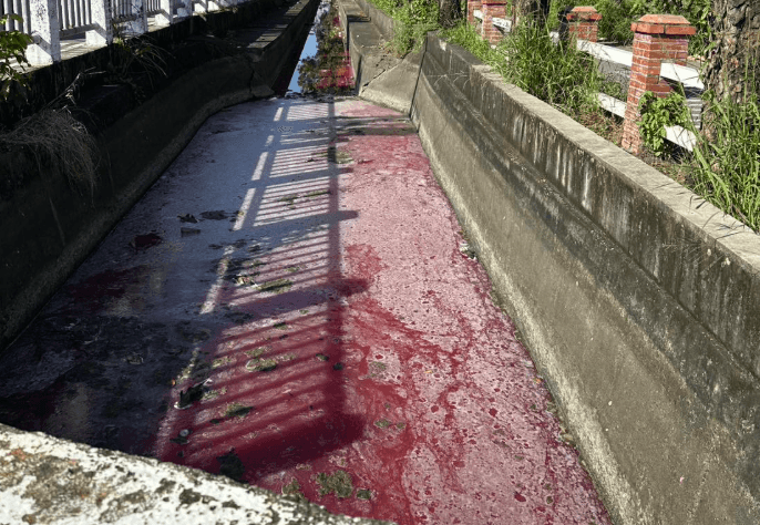 高雄大寮驚現「血流成河」！死魚堆滿飄腐臭味　驚人真相曝光