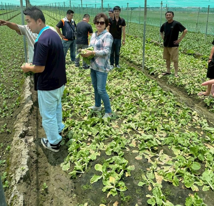 中南部蔬果慘遇豪雨淋＋高溫曬全爛光　菜價估9月回穩
