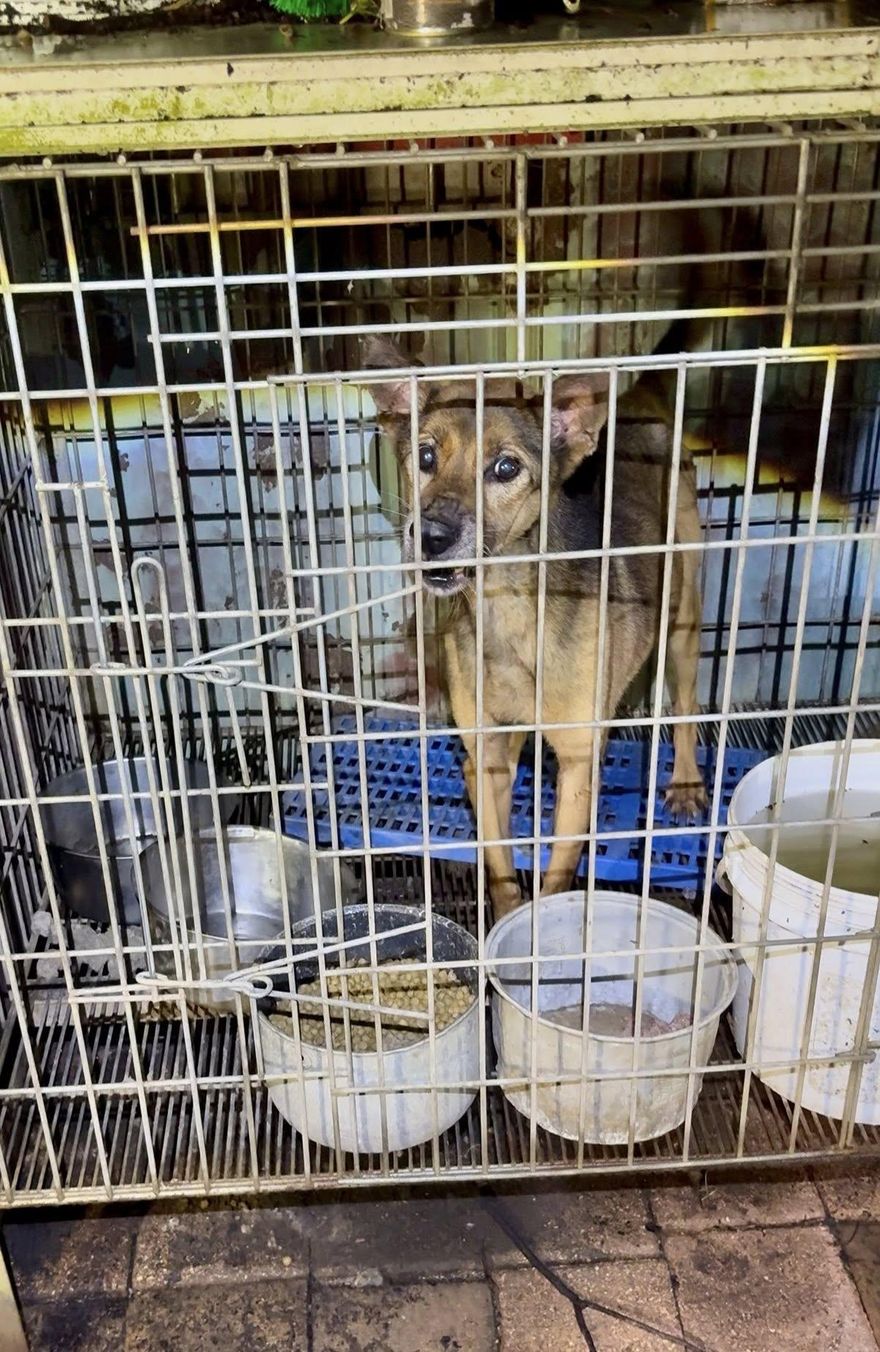 殘忍！新竹犬園斂財餓死狗「白骨遍佈」　10隻慘死籠中飄惡臭