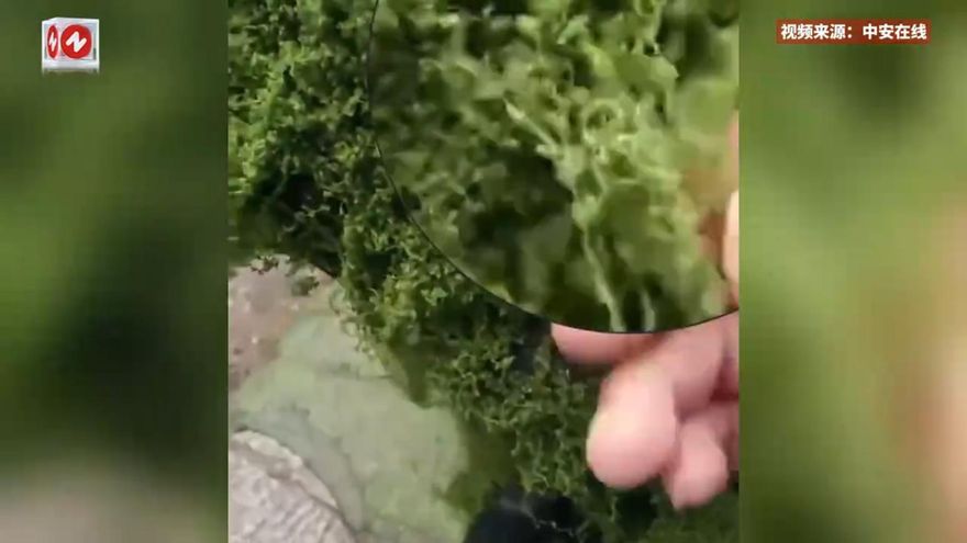 影/青苔「毛線造」！河南「自然」風景區被踢爆綠植造假