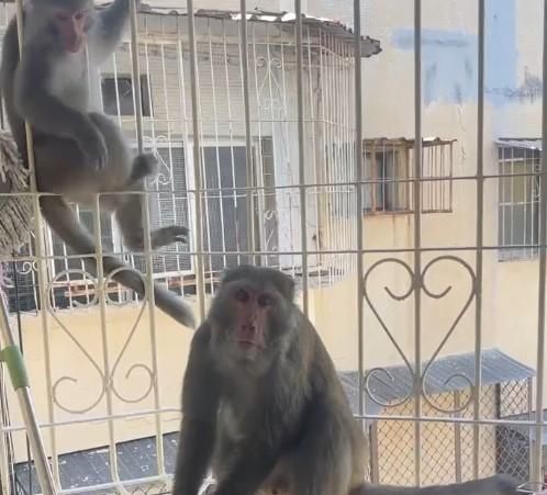 影/高雄柴山獼猴闖民宅翻箱倒櫃　女屋主大喊「出去」擊退