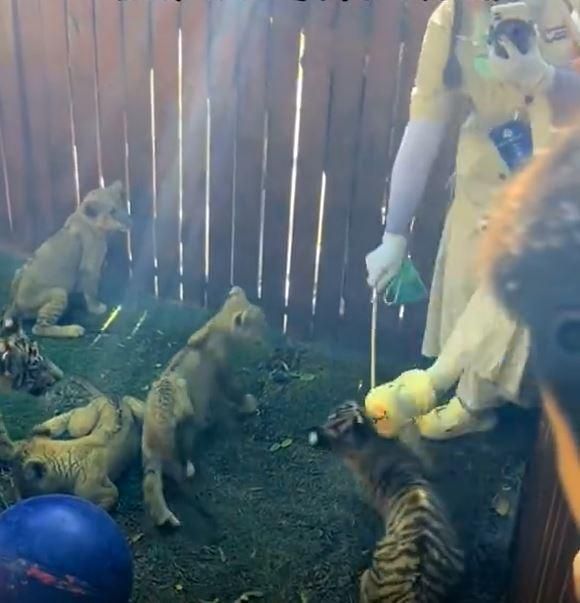 山東動物園管理失守！幼虎慘遭腳踢棍打　女童坐欄餵白虎