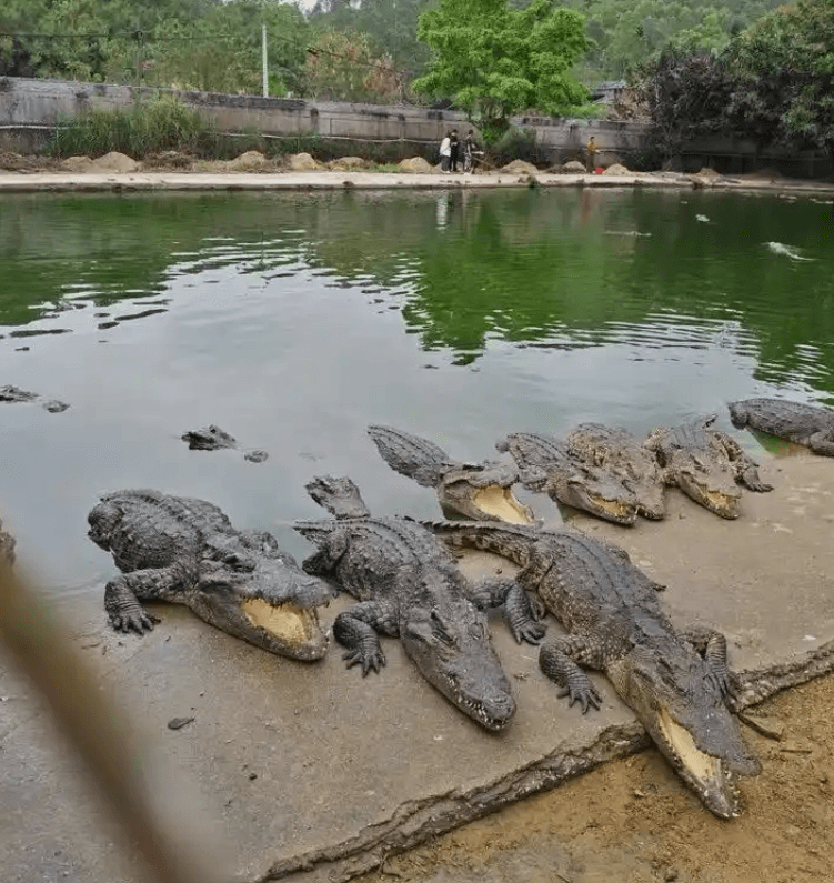 廣東1250kg活鱷魚被法拍　總價70萬…得標者「需自行抓捕」