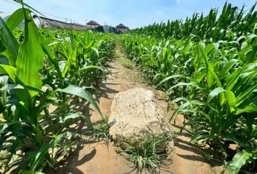 一腳可跨！陸最矮山「僅0.6米」列保護文物　網嘲：就是石頭