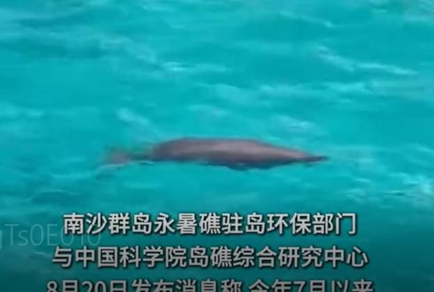 影/「美人魚」現身永暑礁？陸捕捉到儒艮蹤跡　罕見畫面曝光