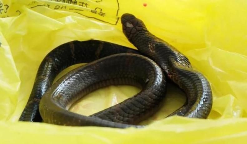 猛！陸老翁被劇毒眼鏡王蛇咬傷　「連人帶蛇」就醫嚇壞醫護