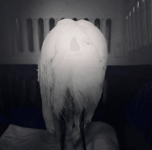 鬼月驚見「無頭鳥」？　原來是黃頭鷺翅膀骨折治療愛睏