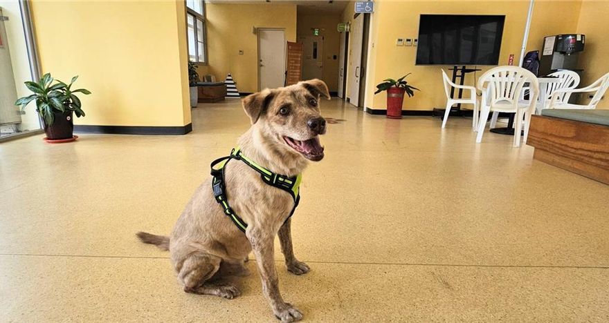 昔遭林智堅棄養…前新竹市犬「棕棕」找到新家了！