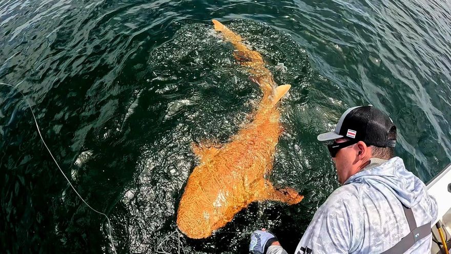 全球首度記錄！哥斯大黎加發現「橘色鯊魚」　罹2種基因疾病