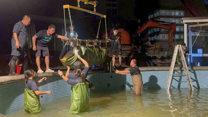 影/宜蘭蘇澳驚見小抹香鯨擱淺　母子遭鯊魚攻擊不治