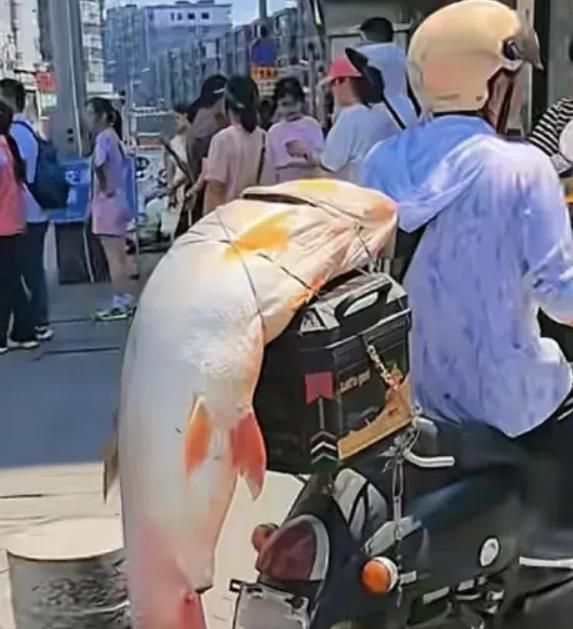 陸男釣到30公斤大魚綁車上「遊街炫耀」　警：沒違法但不鼓勵