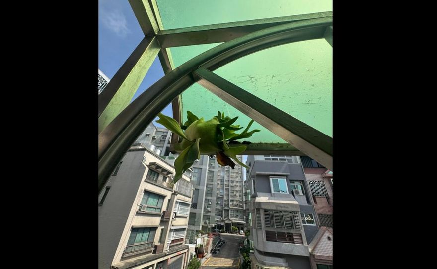 採光罩驚見「鹿角蕨」！　網驚呼太強了：天養的孩子特別綠