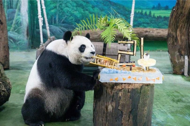 影/圓圓21歲生日！台北木柵動物園特製「躺椅貓熊」冰蛋糕慶祝