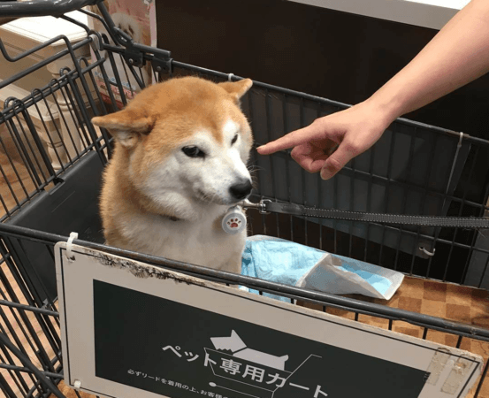 「不可以色色」梗圖主角柴犬過世！飼主：帶著笑容離開