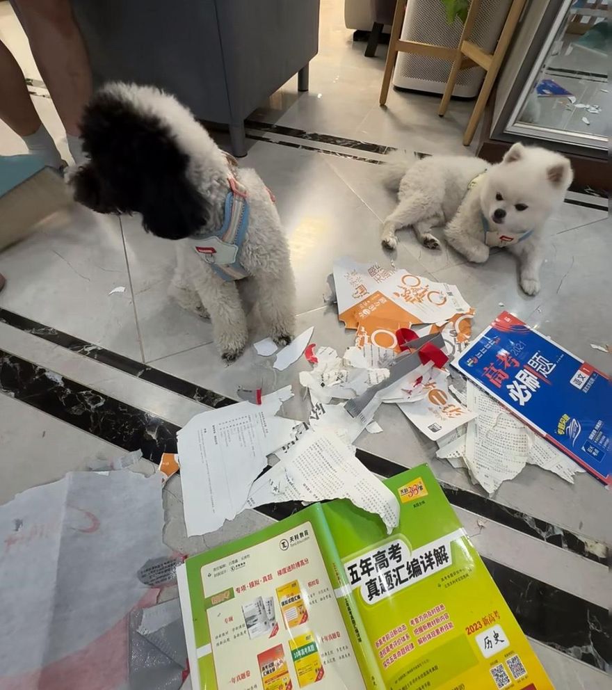 開學前夕暑假作業被2小狗撕爛！老師見災難現場傻眼了