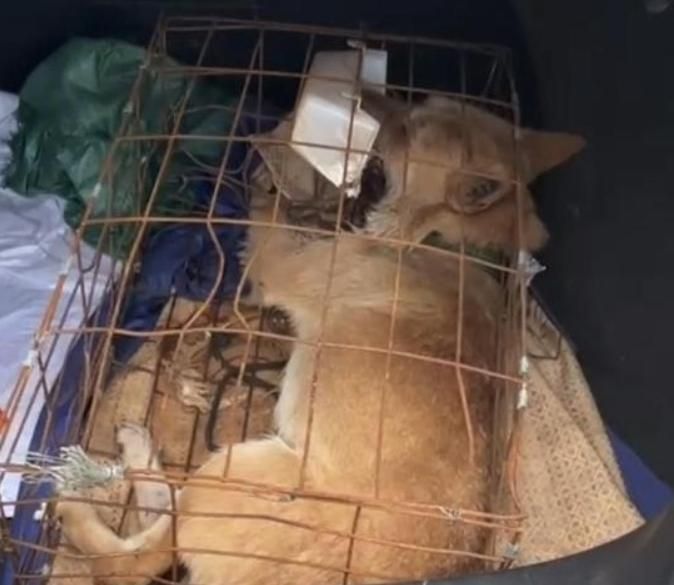 網路叫車託運名犬…開行李箱赫見「僵直死亡」　陸飼主氣炸求償