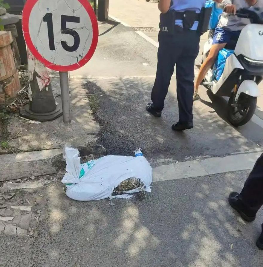 影/配送鱷魚半路「復活」！陸外送員嚇壞…老闆：我沒說過是死的