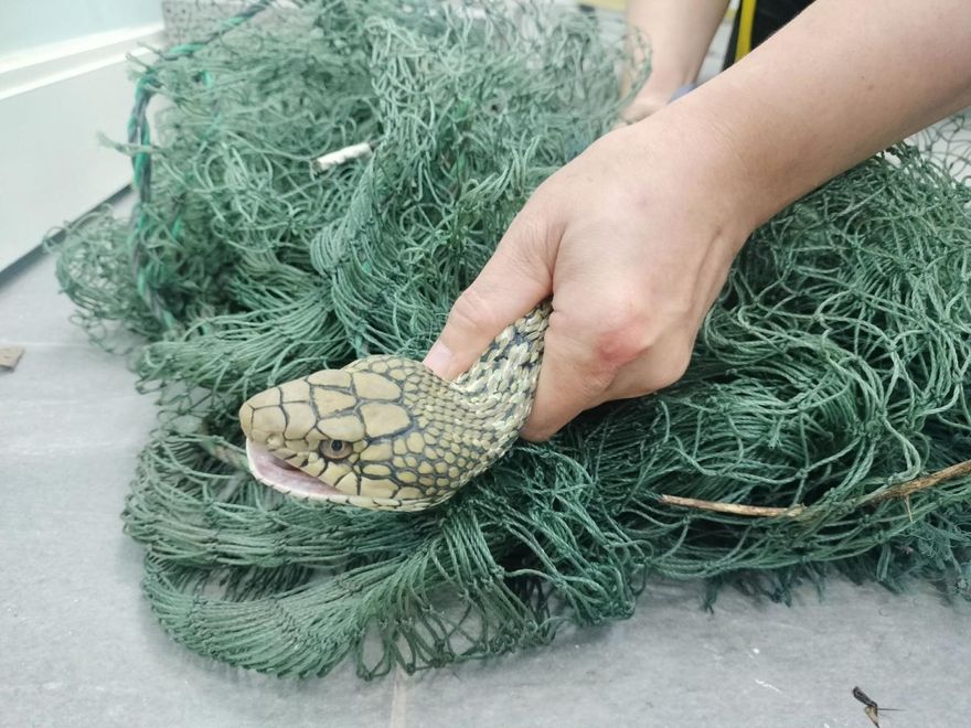 金山倉庫驚見臭青母陷魚網險喪命！專業動保員超暖救援