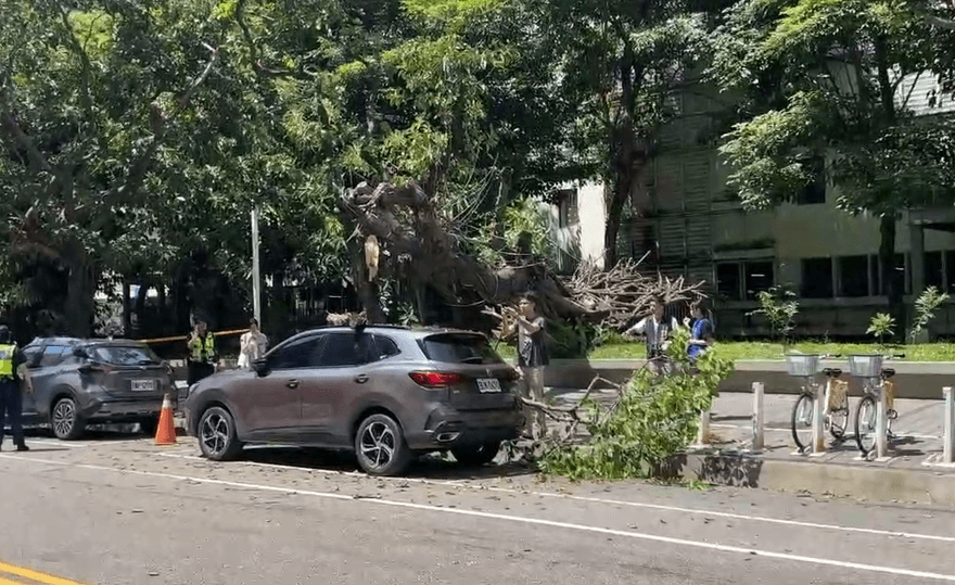 影/天降橫禍！台中迪卡儂8米枯樹突倒　休旅車被砸了