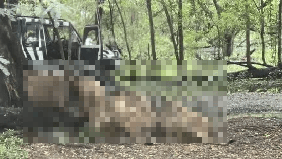 泰知名動物園慘劇！工作人員遭獅群圍攻咬死　遊客目睹驚悚過程