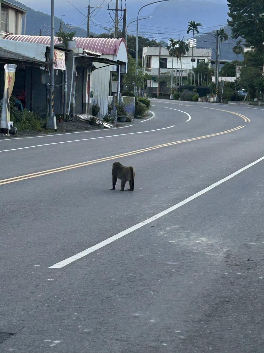 屏東鬧獼猴之亂！　籠具太小難捕捉成棘手問題