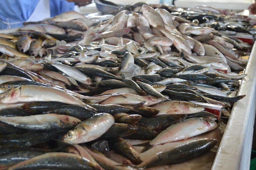 天天吃魚竟傷腎！　健康男「毒物反應」竟超標6倍