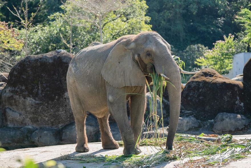 北市動物園「動物慰靈祭暨中元普度法會」　追思離去夥伴
